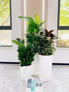 浦口写字楼办公室公共区域走道绿植租摆高中低搭配
