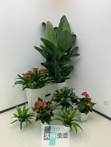 浦口办公室花卉绿植租摆简约组合